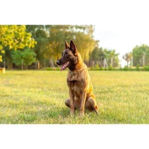 belgian-malinois-deff