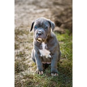 A-Gray-Cane-Corso-Puppy-May-Change-Color