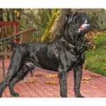 Lush West Coast Cane Corso Rescue Image Collection Lush West Coast Cane Corso Rescue Image Collection