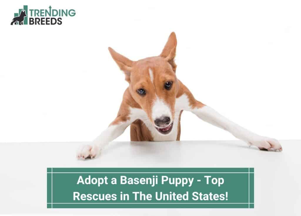 Adopt-a-Basenji-Puppy-Top-Rescues-in-The-United-States-template