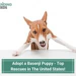Adopt a Basenji Puppy - Top 12 Rescues in the USA! (2022)