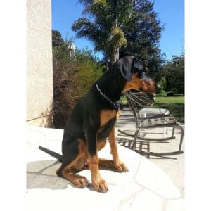 All-about-the-Belgian-Malinois-Doberman-mix