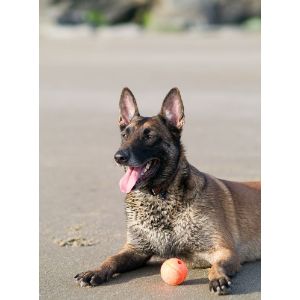 American-Belgian-Malinois-Rescue