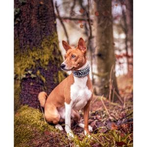 Americas-Basenji-Shiba-Inu-Rescue