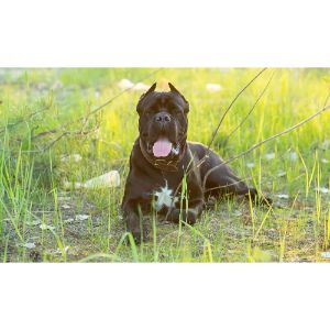 An-Overview-of-Cane-Corso-Breed-Standards
