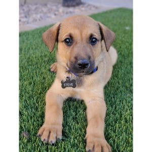 Appearance-belgian-malinois-lab