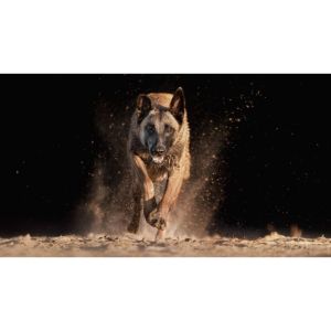 Are-Belgian-Malinois-Good-For-Active-Families