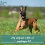 Are Belgian Malinois Hypoallergenic? (2022)
