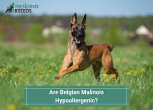 Are-Belgian-Malinois-Hypoallergenic-template