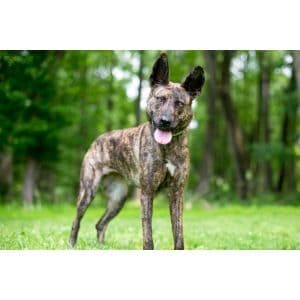 Are-Brindle-Belgian-Malinois-Healthy