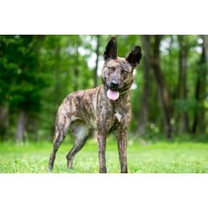 Are-Brindle-Belgian-Malinois-Healthy