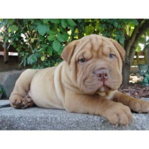 Are-Cane-Corso-Shar-Pei-Mixes-Good-With-Children