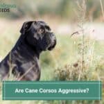 Are-Cane-Corsos-Aggressive