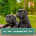 Are-Cane-Corsos-Good-With-Cats-template