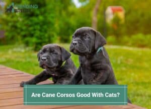Are-Cane-Corsos-Good-With-Cats-template