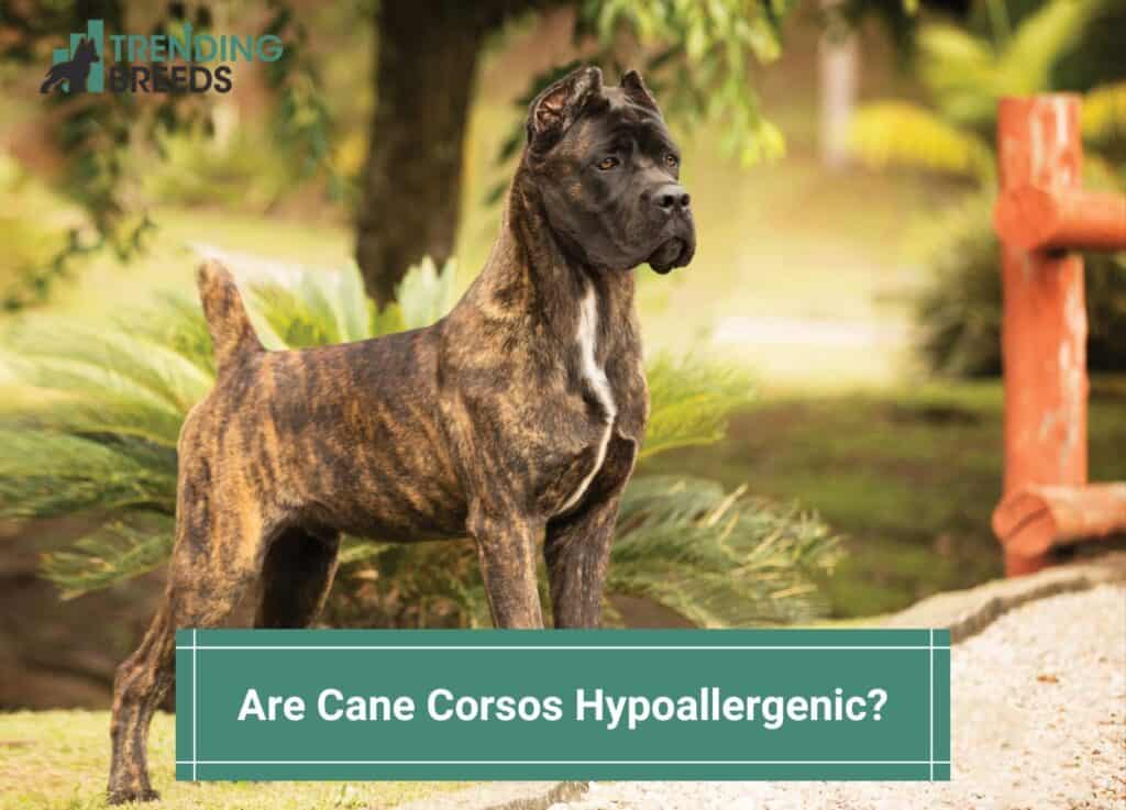 Are-Cane-Corsos-Hypoallergenic-template