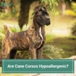 Are Cane Corsos Hypoallergenic? (2022)