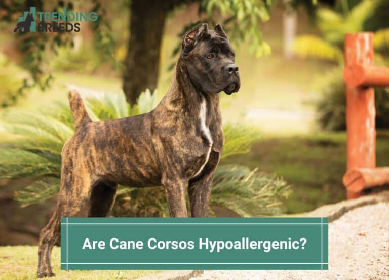 Are Cane Corsos Hypoallergenic? (2024)