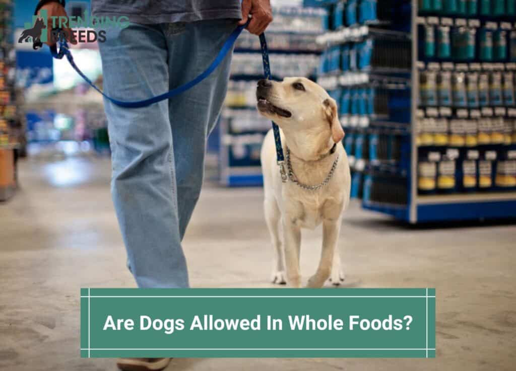 Are-Dogs-Allowed-In-Whole-Foods-template