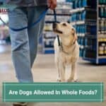 Are Dogs Allowed In Whole Foods? (2022)