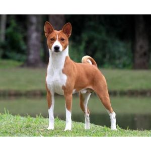 Basenji-Club-of-America