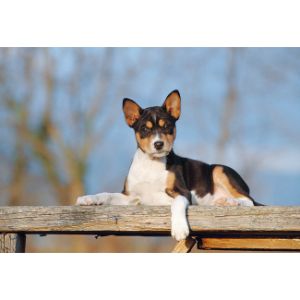 Basenji-Rescue-and-Transport
