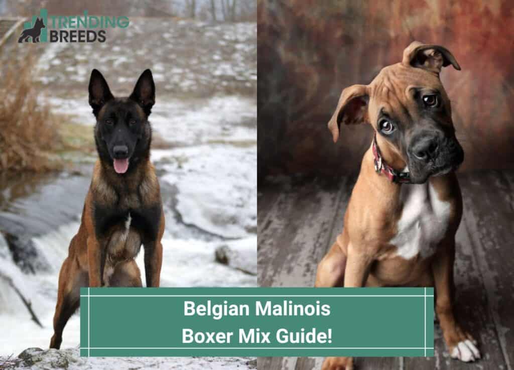 Belgian-Malinois-Boxer-Mix-Guide-template