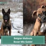 Belgian boxer dog cheap