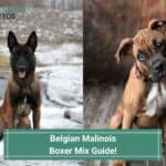 Belgian-Malinois-Boxer-Mix-Guide-template