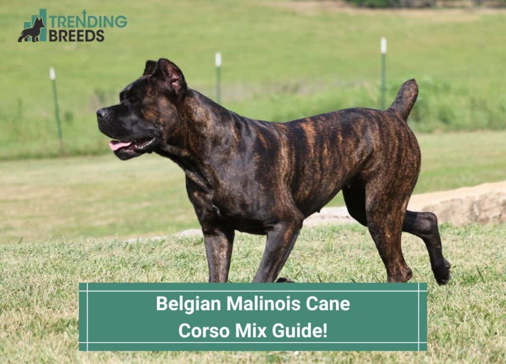 Belgian-Malinois-Cane-Corso-Mix-Guide-template