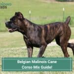 Belgian Malinois Cane Corso Mix Guide! Is This Dog Right For You? (2023)
