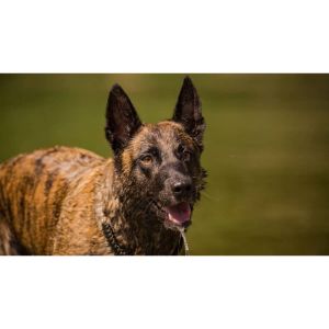 Belgian-Malinois-Coat-Colors