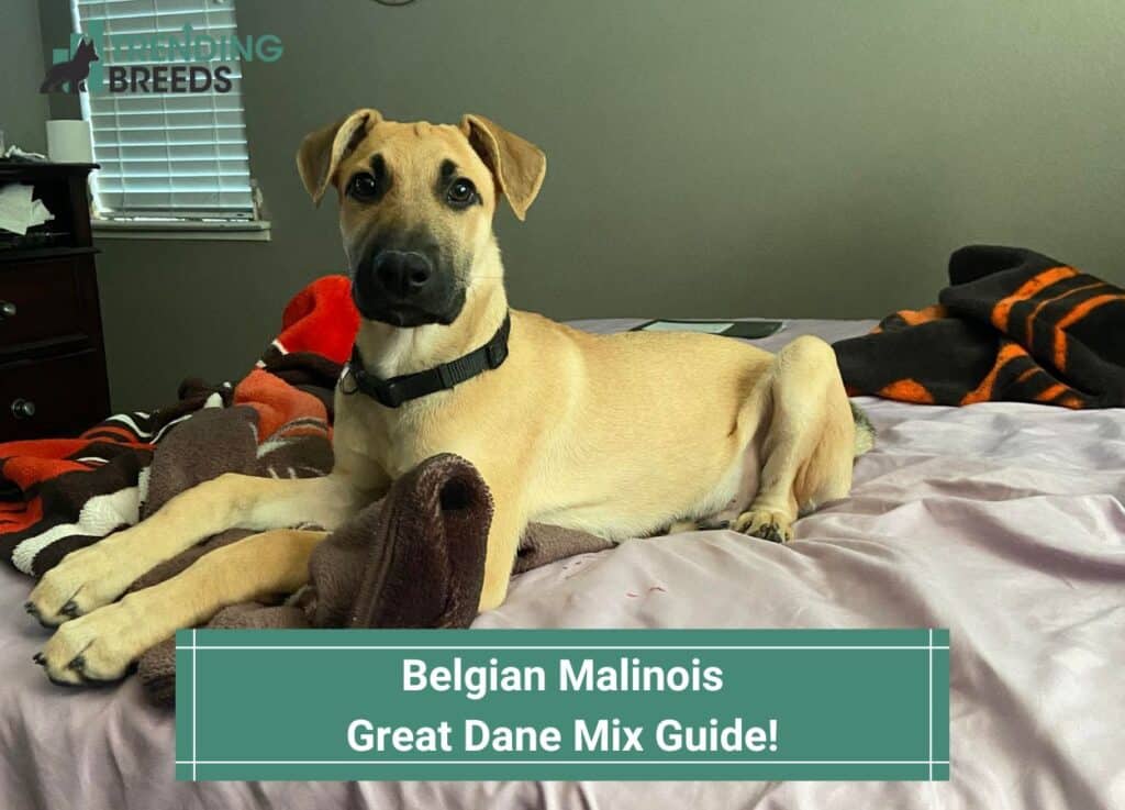 Belgian-Malinois-Great-Dane-Mix-Guide-template