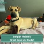 Belgian-Malinois-Great-Dane-Mix-Guide-template