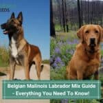 Belgian Malinois Labrador Mix Guide - Everything You Need To Know! (2023)