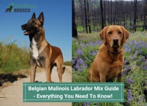 Belgian-Malinois-Labrador-Mix-Guide-Everything-You-Need-To-Know-template