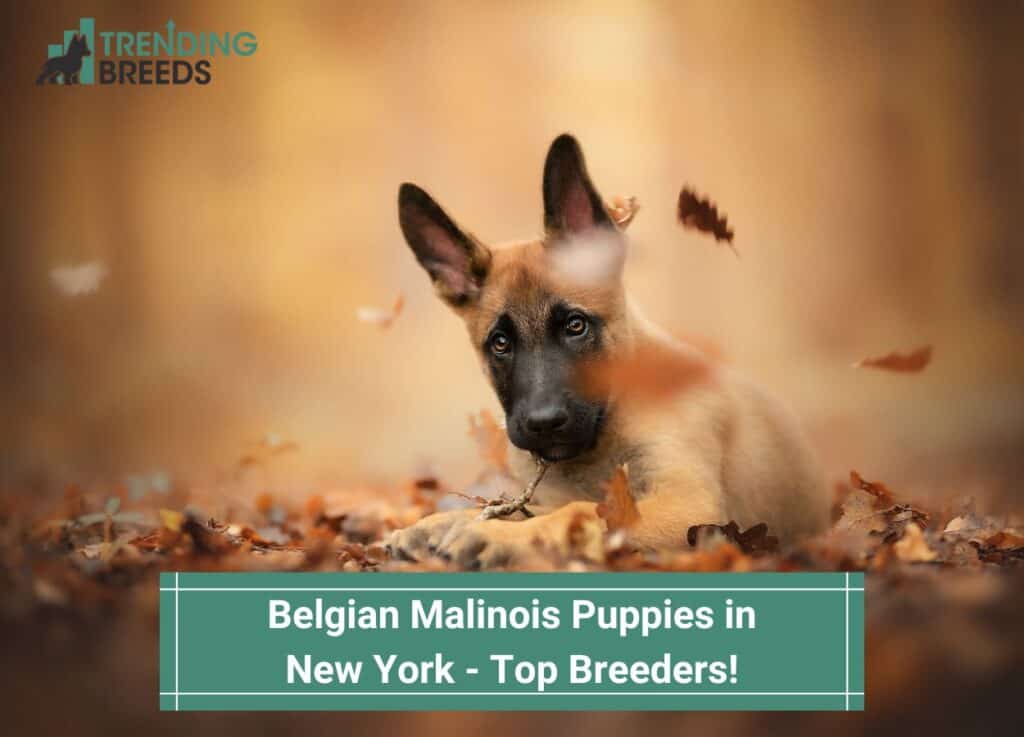 Belgian-Malinois-Puppies-in-New-York-Top-Breeders-template.jpgBelgian-Malinois-Puppies-in-New-York-Top-Breeders-template