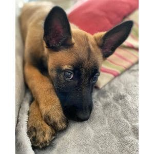 Belgian-Malinois-Rescue