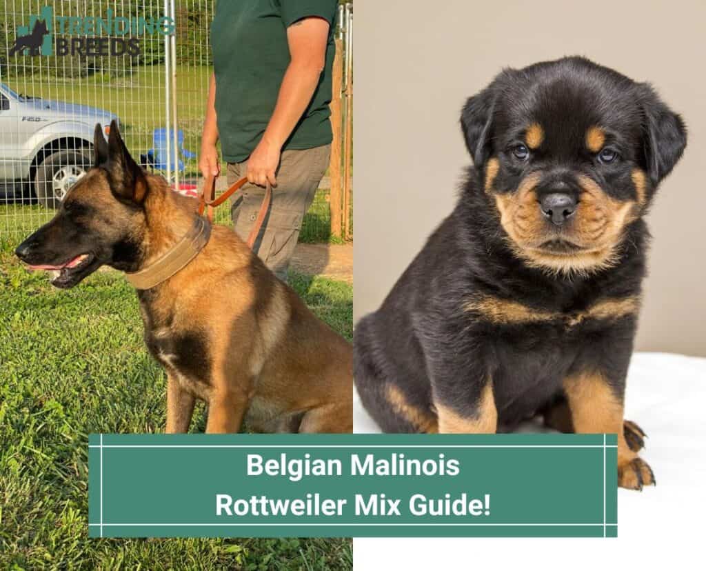 Belgian-Malinois-Rottweiler-Mix-Guide-template