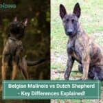 Belgian Malinois vs Dutch Shepherd - Key Differences Explained! (2022)