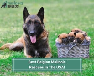 Best-Belgian-Malinois-Rescues-in-The-USA-template