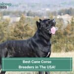11 Best Cane Corso Breeders in The USA! (2022)