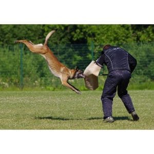 Bite-Force-Of-A-Belgian-Malinois