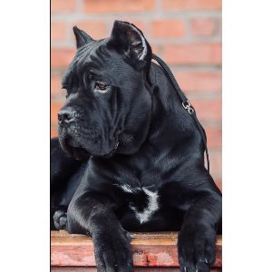Black-Cane-Corso-Eat-Up-to-Six-Times-a-Day