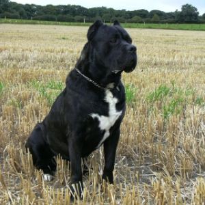 Black-Cane-Corso-Is-Big-on-Companionship