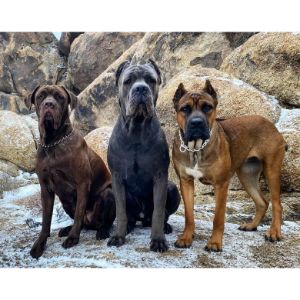 Boerboel-vs-Cane-Corso-Breed-History