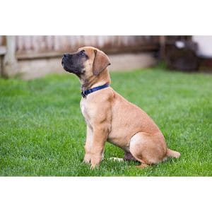 Boerboel-vs-Cane-Corso-Price