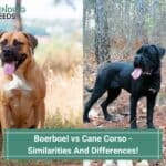 Boerboel vs Cane Corso - Similarities And Differences! (2023)