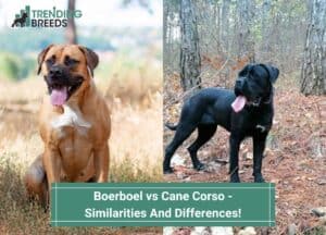 Boerboel-vs-Cane-Corso-Similarities-And-Differences-template