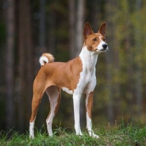 Camp-Basenji